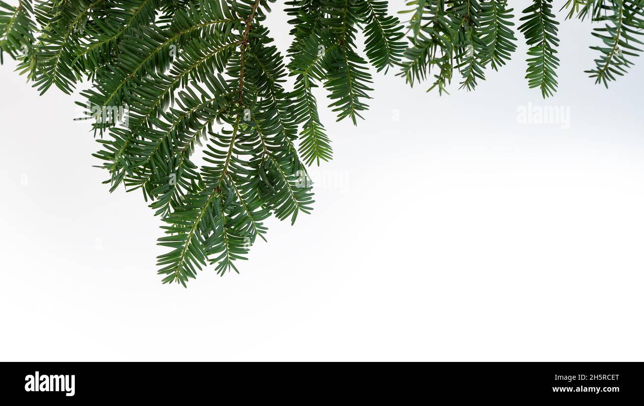Tree branches frame view hi-res stock photography and images - Alamy
