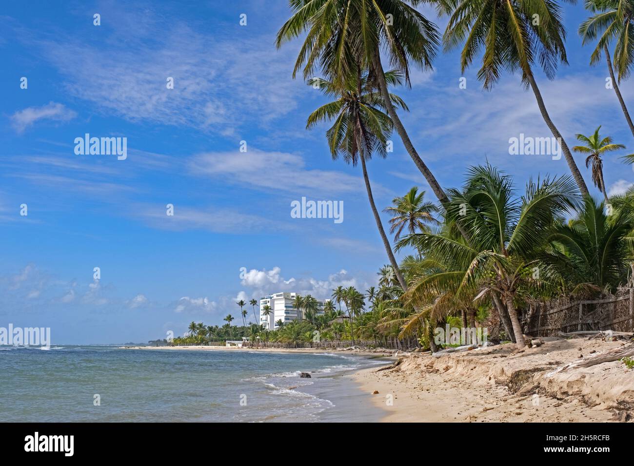 Coconut trees on Playa Hemingway beach near Juan Dolio, San Pedro de Macoris on southern coast of Dominican Republic, Hispaniola, Caribbean Sea Stock Photo