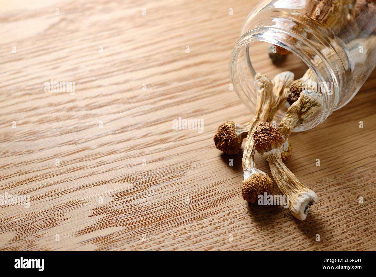 Psilocybin mushrooms close-up. Dried psilocybe cubensis on wooden background. Magic shrooms Golden Teacher, psychotropic therapy. Stock Photo