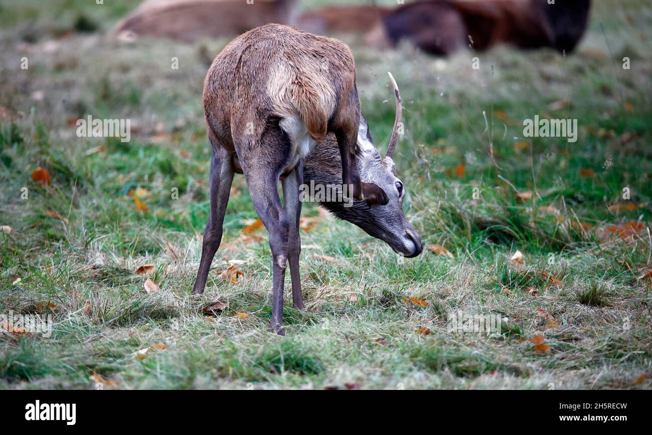 Juvenile red deer stag grazing in a meadow Stock Photo