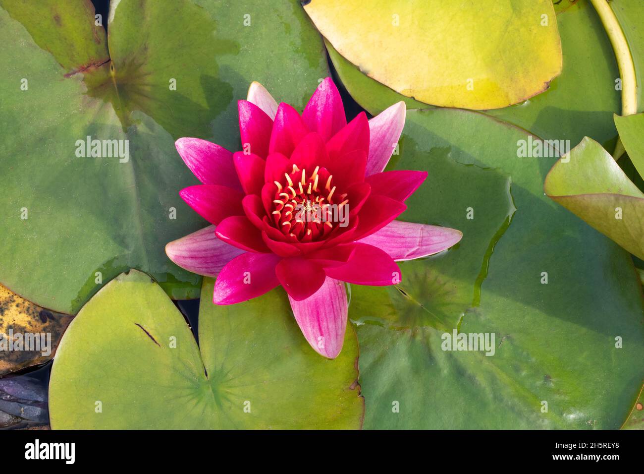 Cultivated variety of garden pond Waterlily (Nymphaea sp. variety). Close up of a single flower. Stock Photo