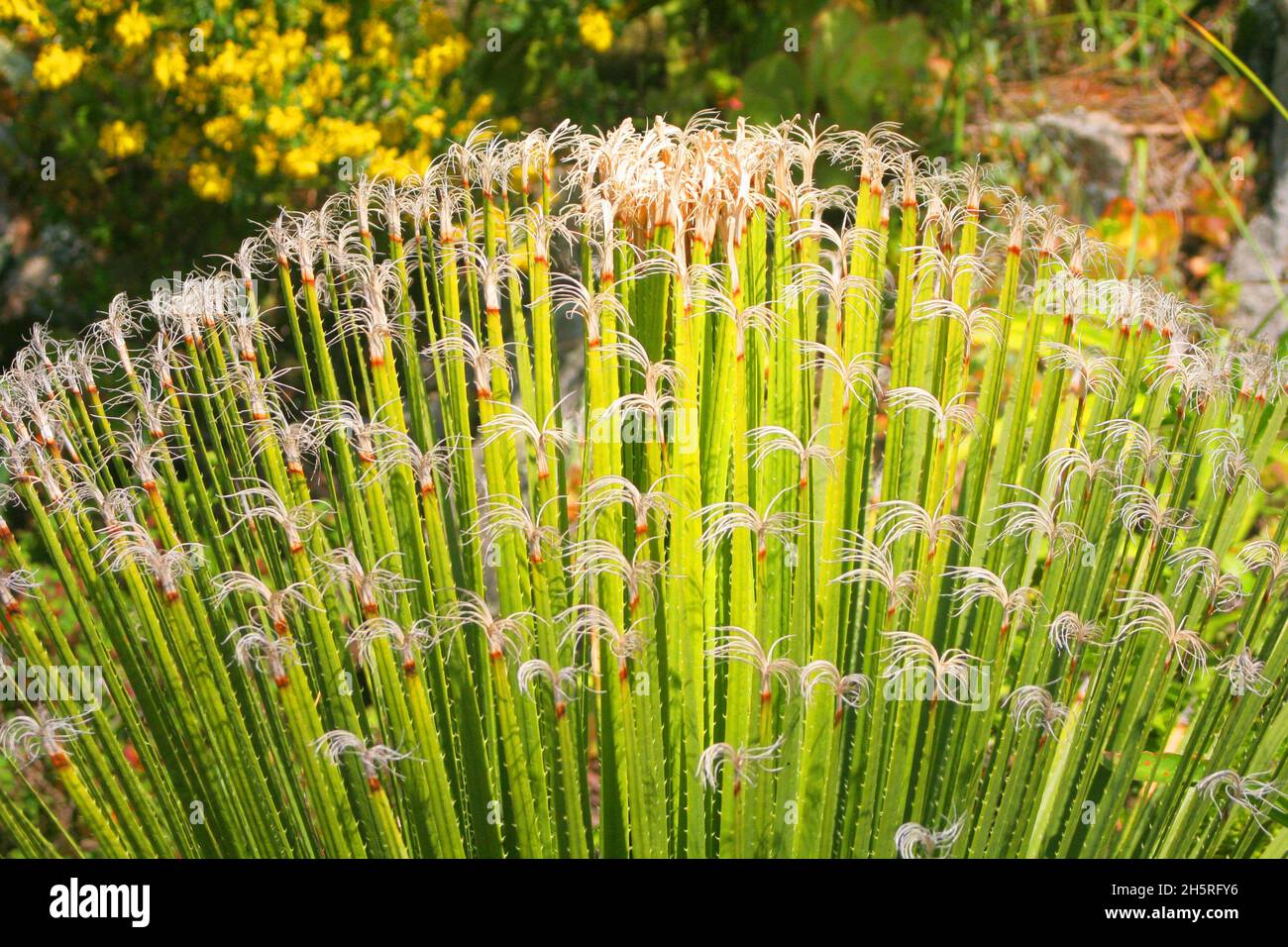 Tresco Abbey Gardens,a Dasylirion Acrotrichum in flower. Also known as Spoon Yucca, Green Sotol or Green Desert Spoon, native to Chihuahuan desert. Stock Photo