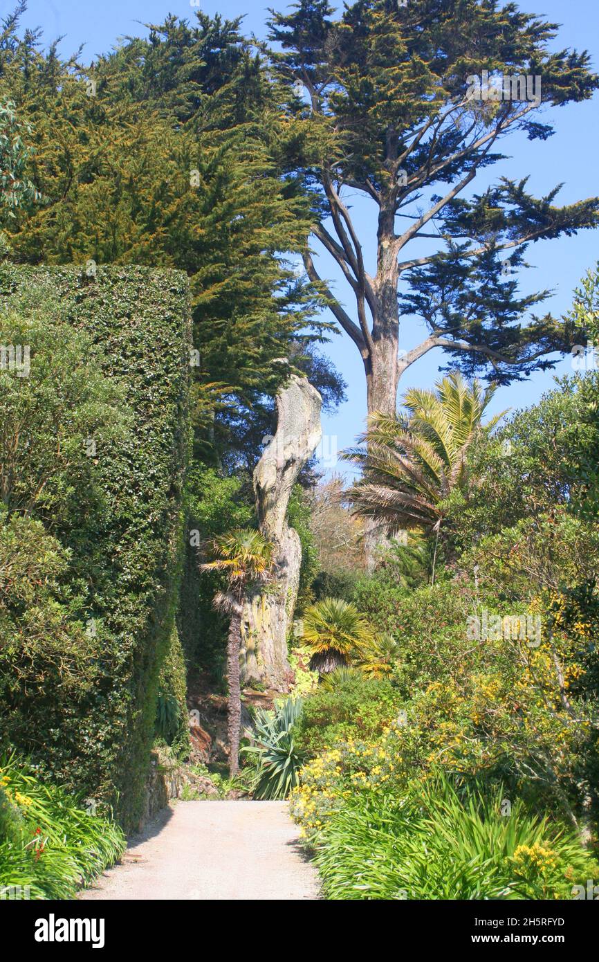 At Tresco Abbey Gardens, a mixture of trees, tall palms, deciduous, an ancient weather sculpted tree and plants around a path on the Isles of Scilly. Stock Photo