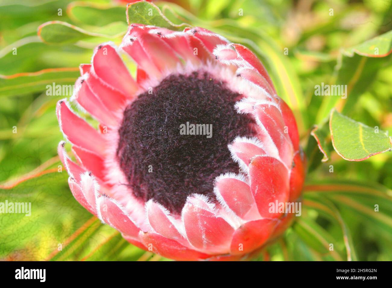 Tresco Abbey Gardens: Bright pink Protea bracts, white hairs shining, and still closed purple flower viewed from above, with green foliage background. Stock Photo