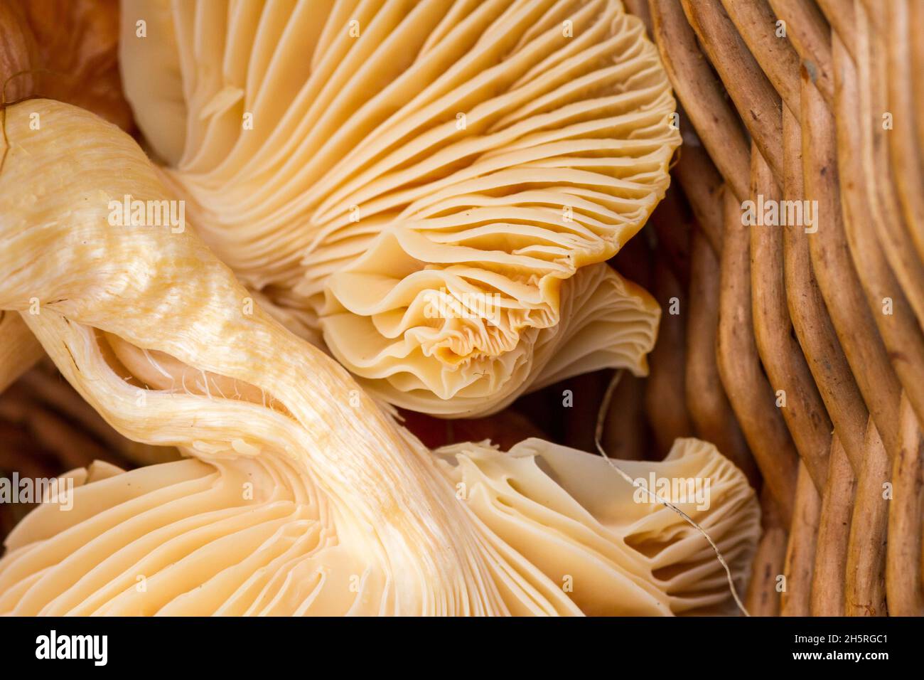 Wax cap mushroom in basket after foraging. Stock Photo