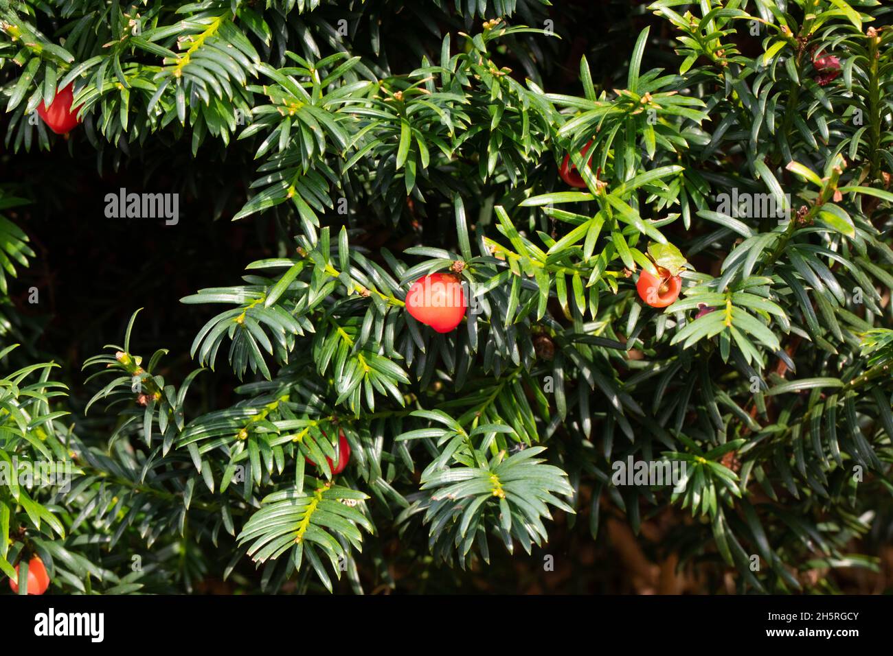 Yew (Taxus baccata) Tree Hedge fruit, berry, berries and leaves poisonous. except to some birds. Be aware. Stock Photo
