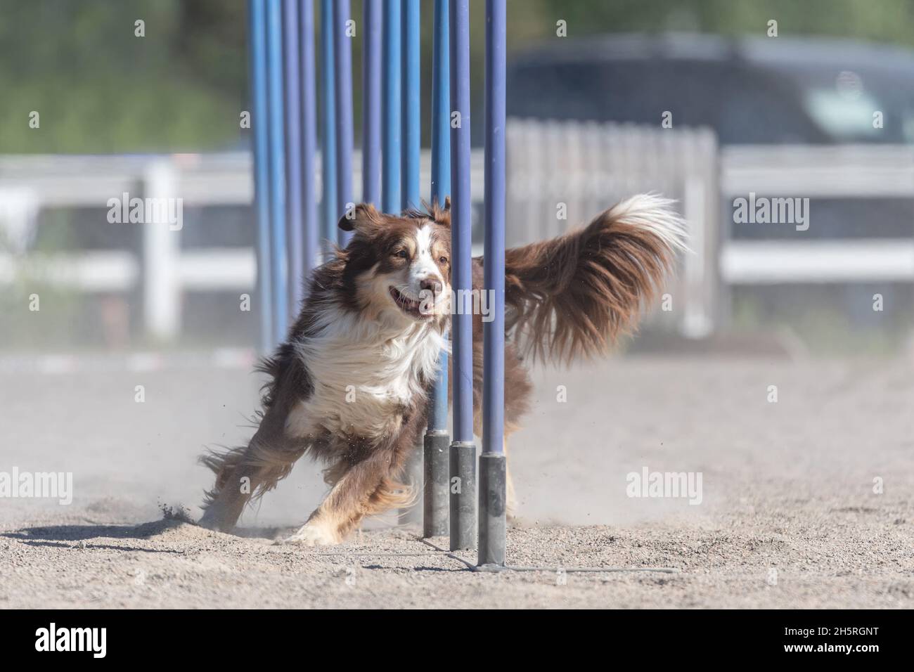 Australian Shepherd Puppy Training On Hi res Stock Photography And australian-shepherd-puppy-training-on-hi-res-stock-photography-and