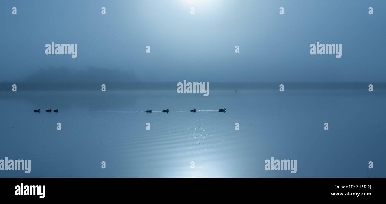 Panoramic view of the sunrise over the sea. Heavy fog in the horizon. Silhouette of birds swimming in water. Stock Photo
