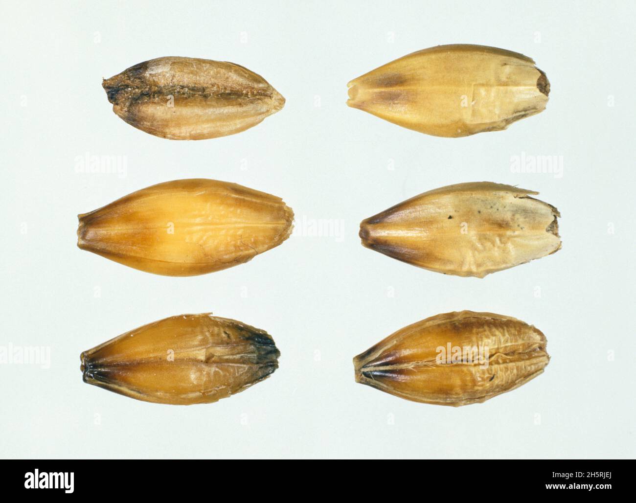 Black point, kernel smudge or smudge (Alternaria sp.) symptoms on barley (Hordeum vulgare) seeds Stock Photo