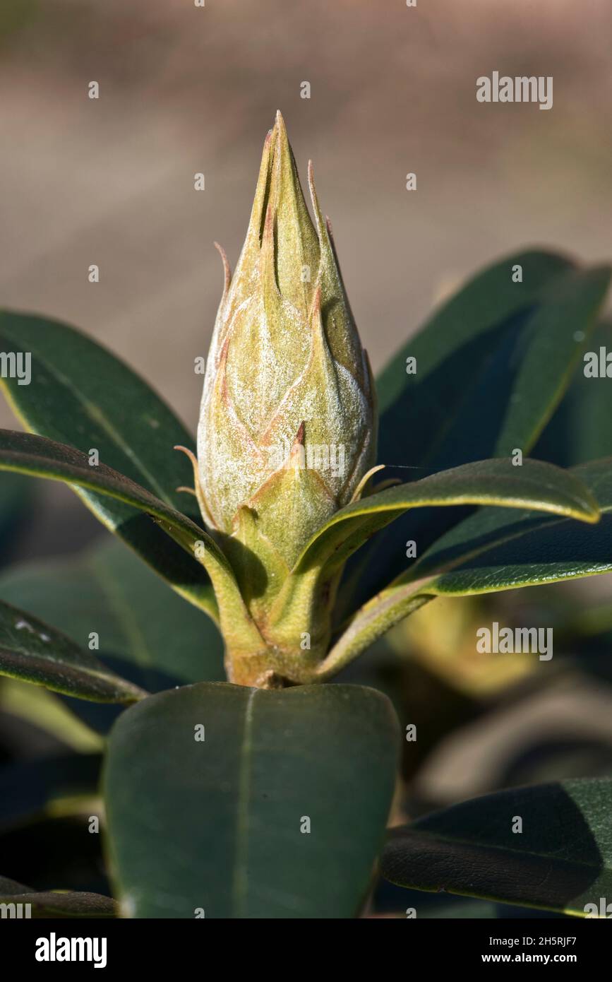 A healthy bud on a rhododentron (Rhododendron sp.) evergreen ornamental shrub in late winter, Berkshire, March Stock Photo