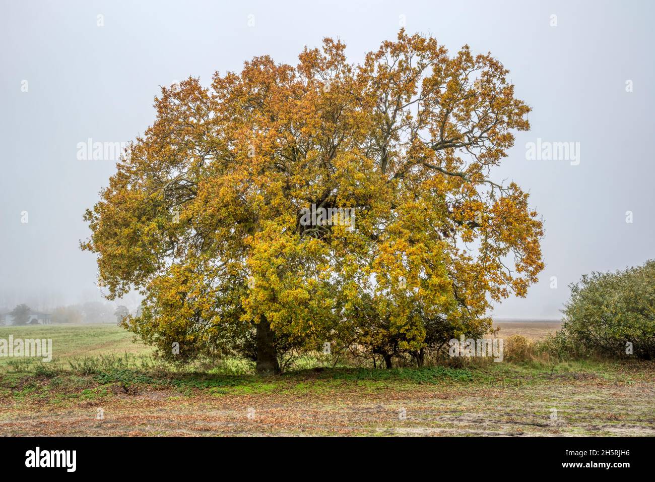 Single oak hedgerow tree on a misty morning in Norfolk. Stock Photo