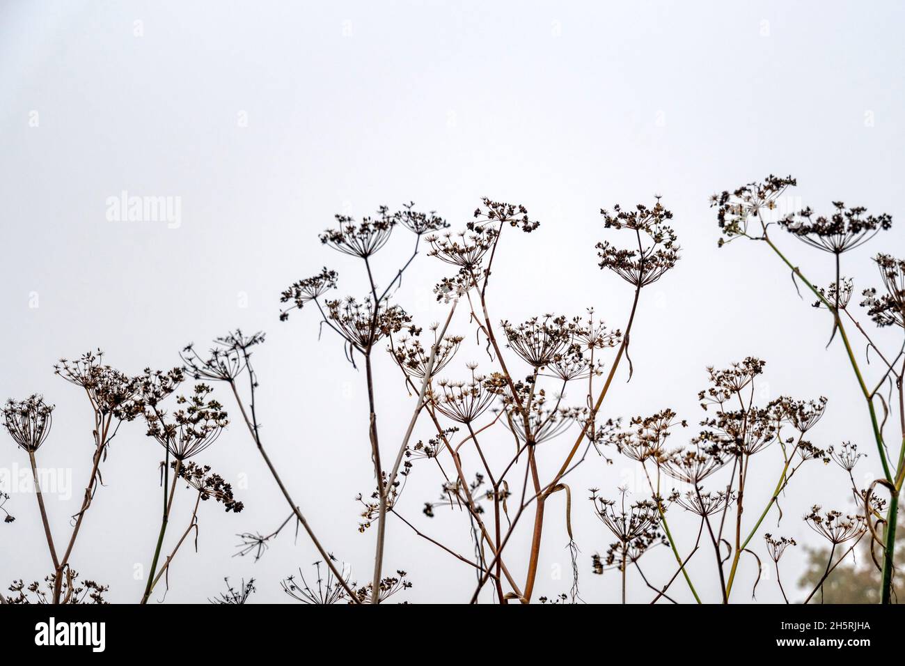 Dead flower heads of ornamental Fennel plants, Foeniculum vulgare, left