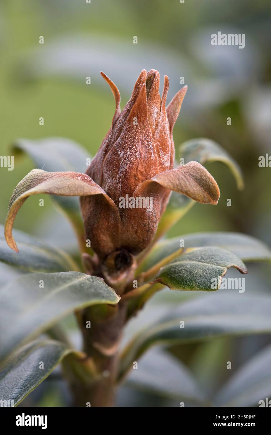 Bud blast (Pycnostysanus azaleae) dead, brown, aborted, diseased flower bud with healthy leaves, Berkshire, March Stock Photo