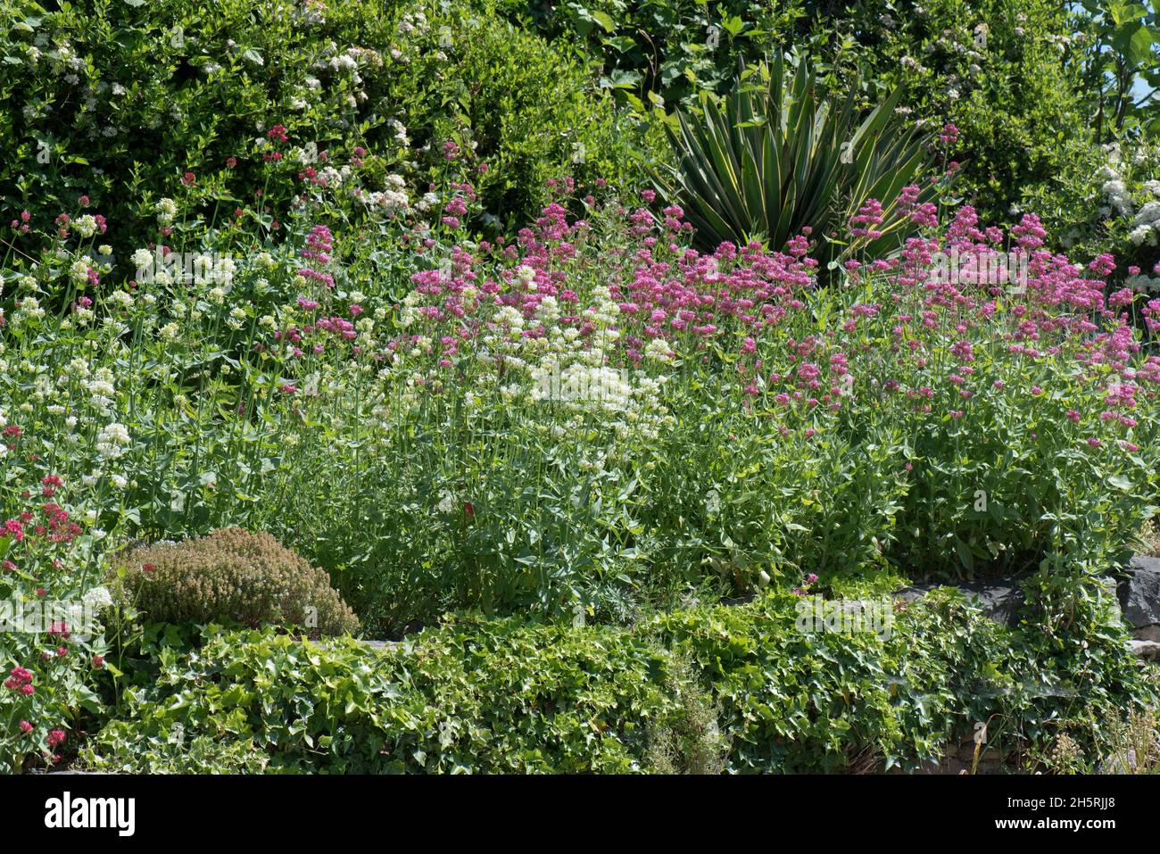 Red valerian (Centranthus ruber) in flower overrunning a garden rockery as a rampant weed, Berkshire, June Stock Photo