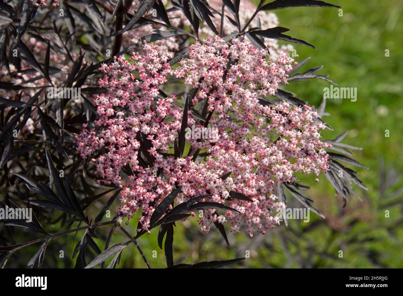 Sambucus nigra f.porphyrophylla 'Eva, an ornamental elder with dark purple deeply dissected leaves and pink and red flowers on an umbel Stock Photo