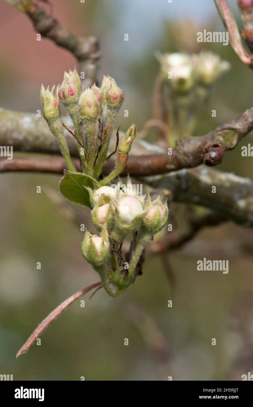 Pear flower buds with very young leaves on an orchard fruit tree variety Conference  in early spring, Berkshire, April Stock Photo