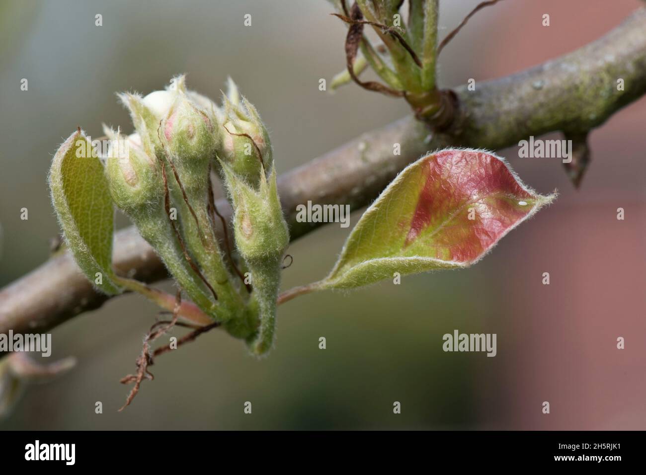 Pear flower buds with very young leaves on an orchard fruit tree variety Conference  in early spring, Berkshire, April Stock Photo