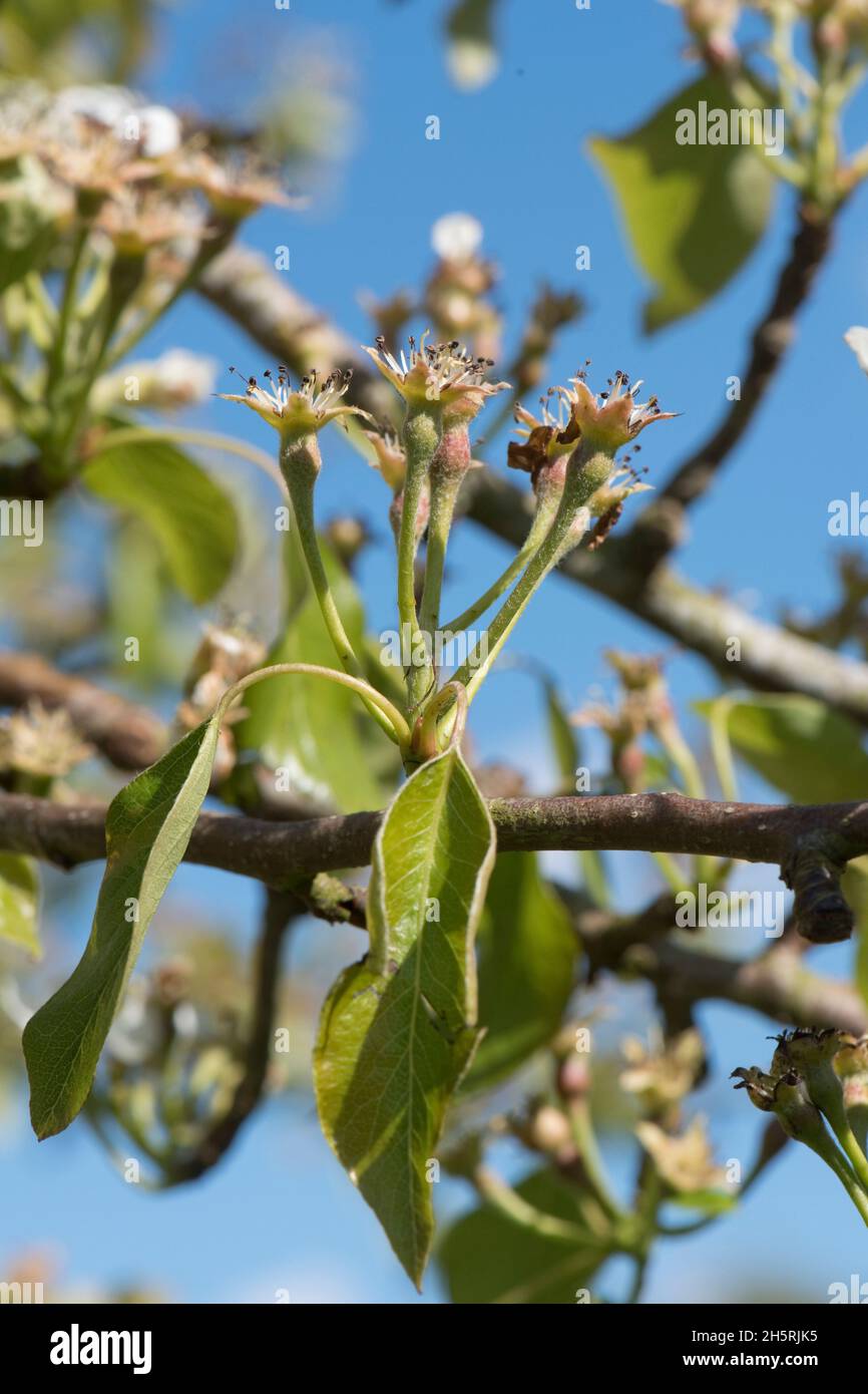 Pear fruitlets, young fruit after flowering with young leaves on an orchard fruit tree variety Conference  in  spring, Berkshire, April Stock Photo