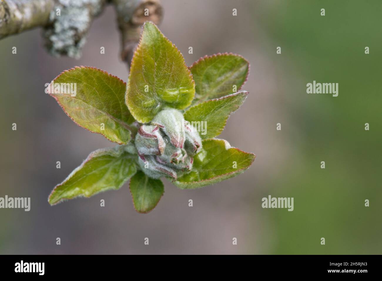 A cluster of apple flower buds cupped in a rosette of new leaves on a tree in spring, Berkshire, April Stock Photo