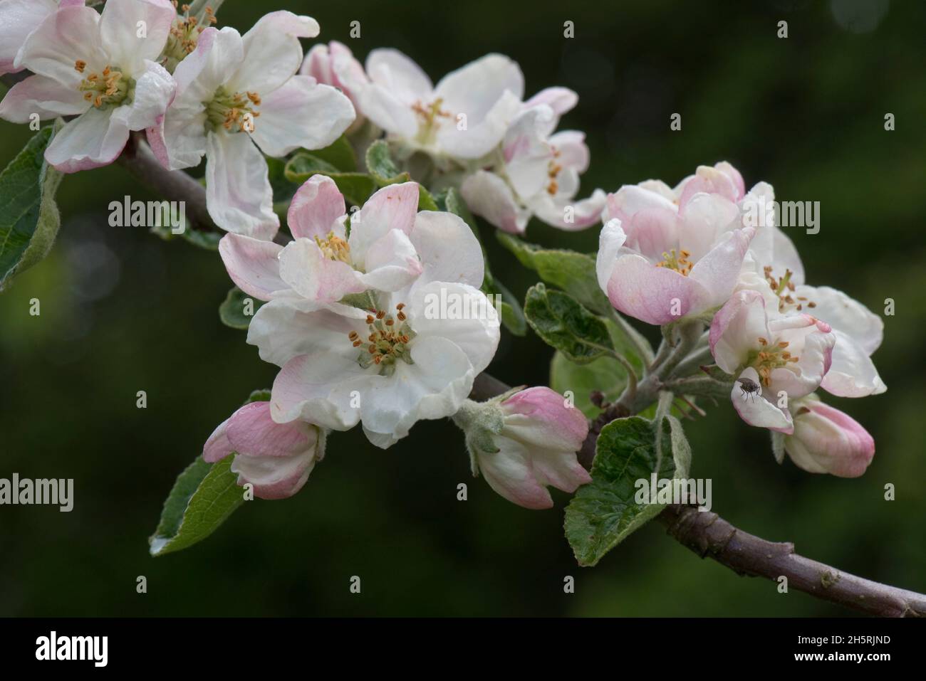 King flowers and opening flower buds on an apple branch variety Bramley in spring, this variety is grown for cooking, Berkshire, May Stock Photo