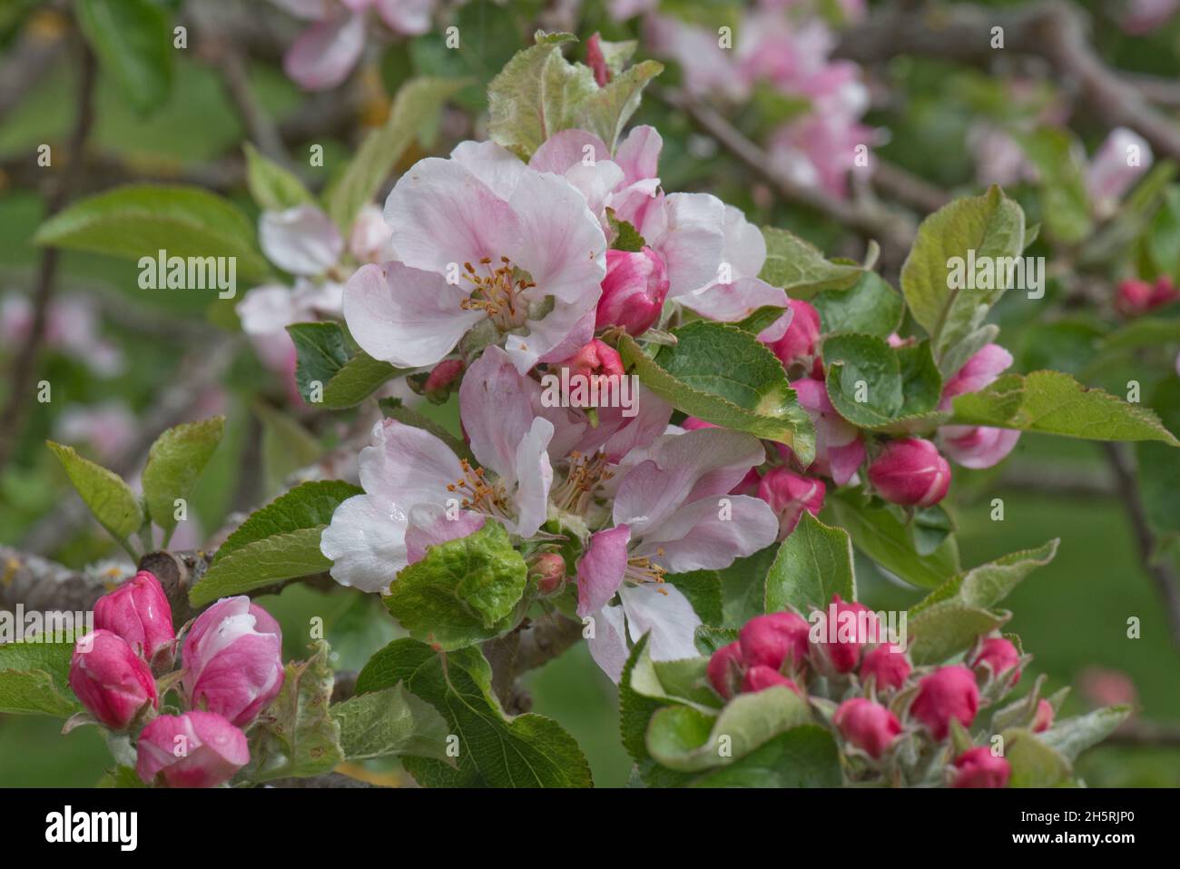 Pink king flowers and opening deep red flower buds on an apple branch variety Braeburn in spring, this variety is grown for eating, Berkshire, May Stock Photo