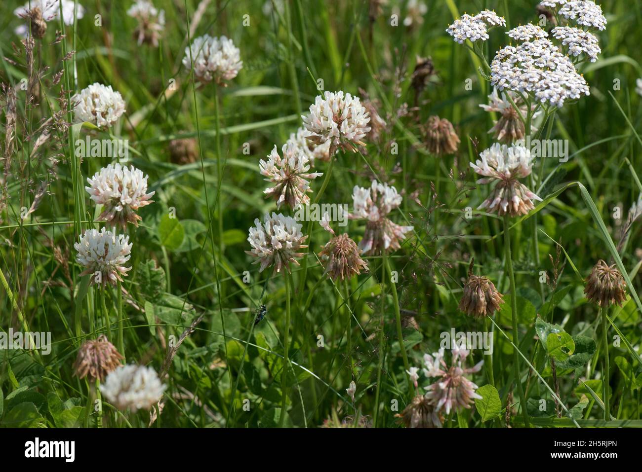 Flowering white clover(Trifolium repens) with the ability to fix gaseous nitrogen and out-compete weeds in short grassland, Berkshire, July Stock Photo