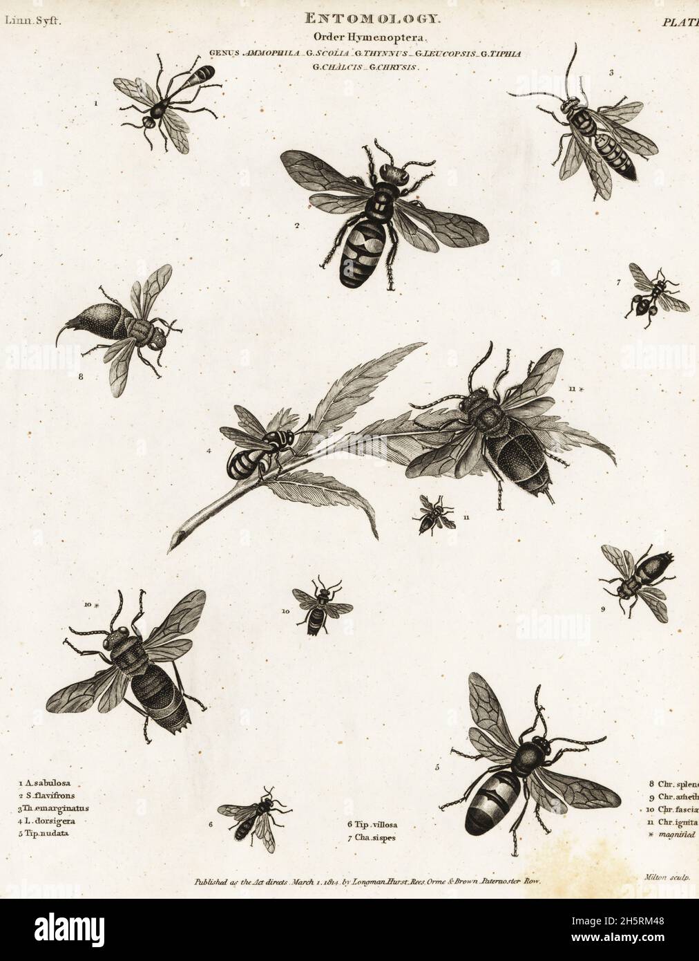 Red-banded sand wasp, Ammophila sabulosa, mammoth wasp, Megascolia maculata, Leucospis dorsigera, etc. Scolia flavifrons. Copperplate engraving by Milton from Abraham Rees' Cyclopedia or Universal Dictionary of Arts, Sciences and Literature, Longman, Hurst, Rees, Orme and Brown, London, 1814. Stock Photo