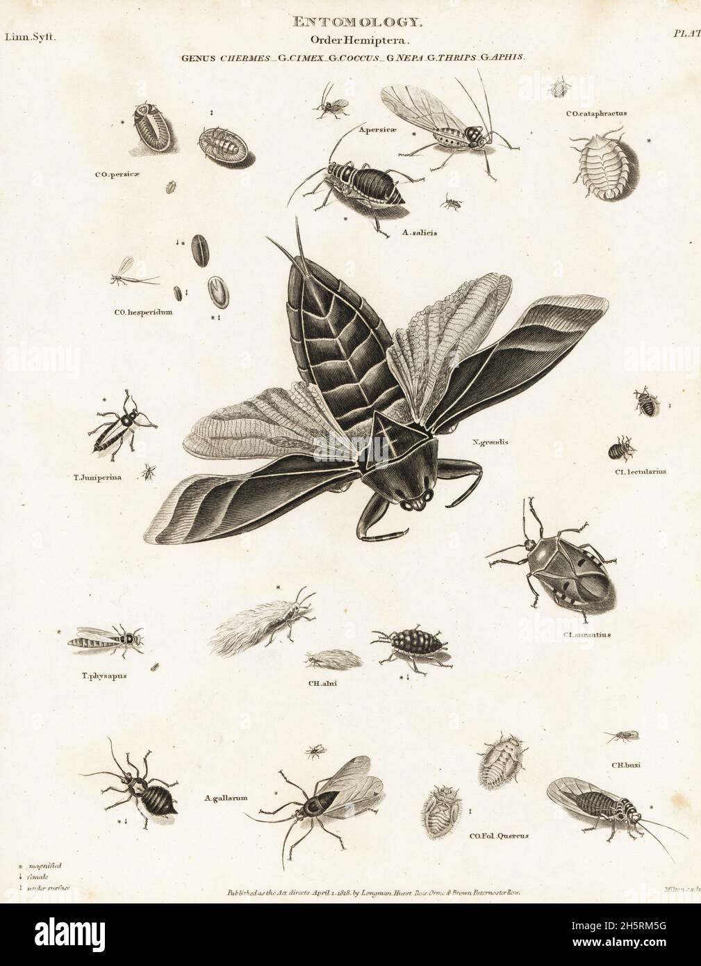 Water scorpion, Nepa grandis, aphid, Pterocomma salicis, scale insect, Kermes quercus, woolly aphid, Psylla buxi, Psylla alni, soft scale insect, Coccus hesperidum, bedbug, Cimex lectularius, etc. Copperplate engraving by Milton from Abraham Rees' Cyclopedia or Universal Dictionary of Arts, Sciences and Literature, Longman, Hurst, Rees, Orme and Brown, London, 1818. Stock Photo