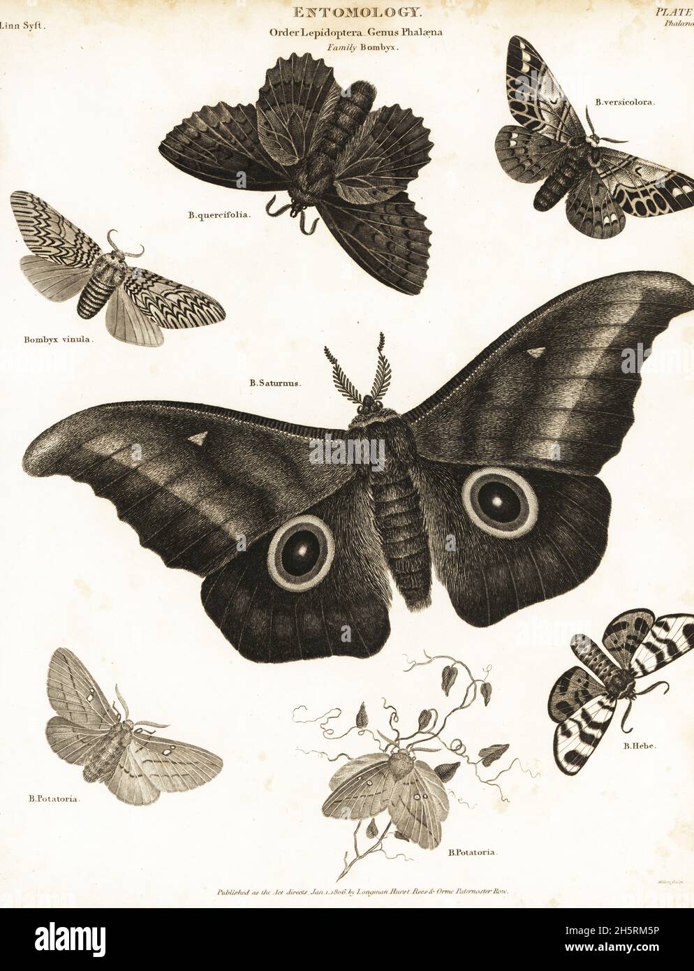 Lappet, Gastropacha quercifolia, Kentish glory, Endromis versicolora, puss moth, Cerura vinula, Imbrasia obscura, drinker, Euthrix potatoria, and hebe tiger moth, Arctia festiva. Copperplate engraving by Milton from Abraham Rees' Cyclopedia or Universal Dictionary of Arts, Sciences and Literature, Longman, Hurst, Rees and Orme, London, 1806. Stock Photo