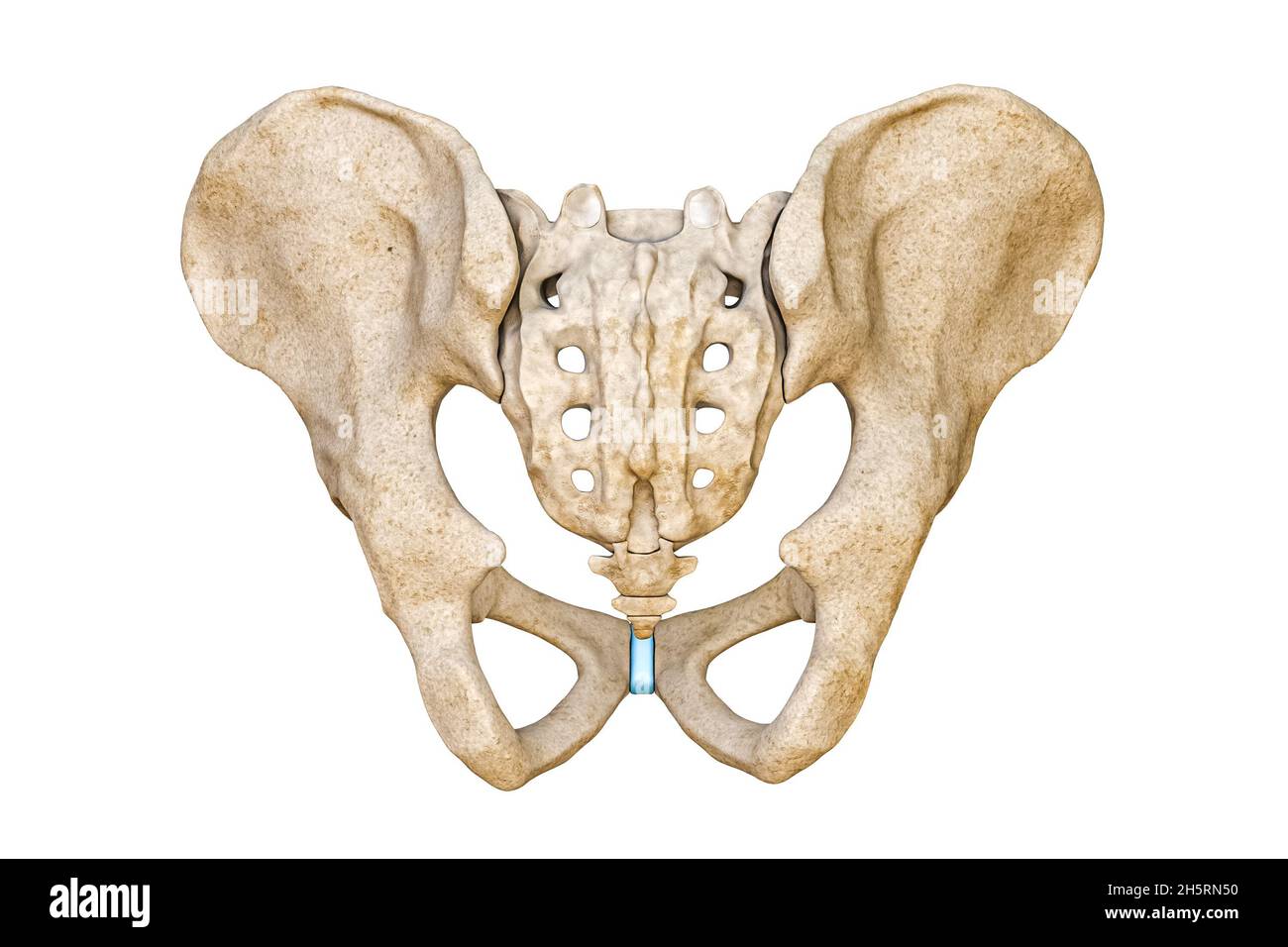 Posterior or back view of human male pelvis and sacrum bones isolated on white background 3D rendering illustration. Blank anatomical chart 3D renderi Stock Photo