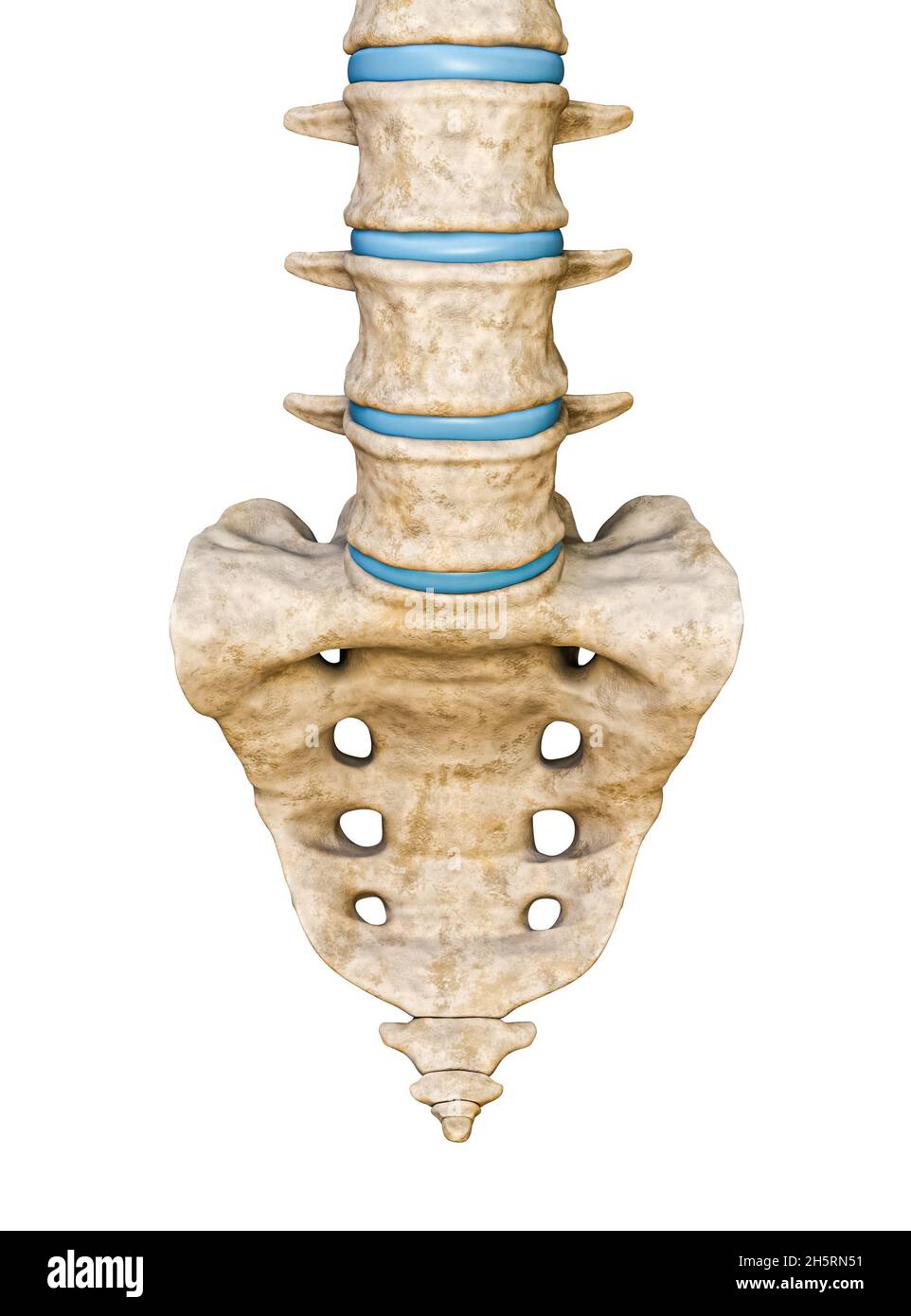 Anterior or front view of human sacrum and lumbar vertebrae isolated on white background 3D rendering illustration. Blank anatomical chart. Anatomy, m Stock Photo