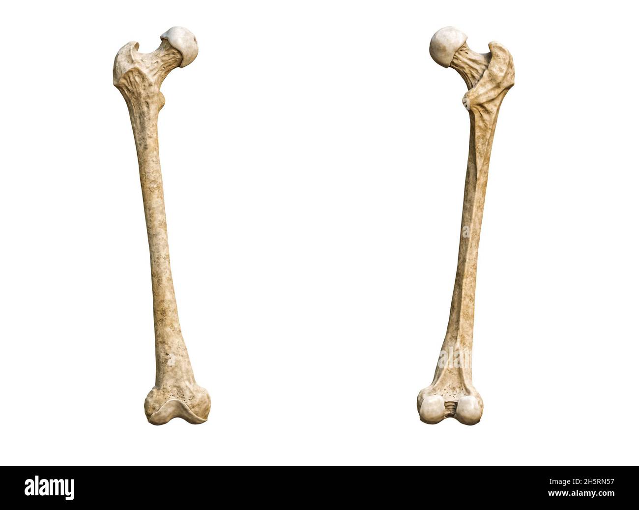 Кости на белом фоне. Кость человека на белом фоне. Бедренная кость страуса. Бедренная кость человека фото на белом фоне.