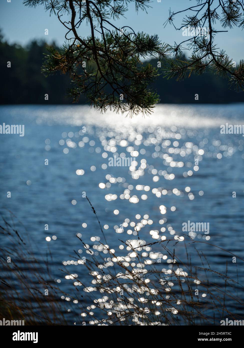 spot reflections in blue autumn lake water behind plants. sparkling