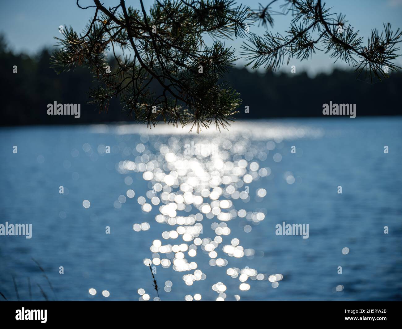 spot reflections in blue autumn lake water behind plants. sparkling