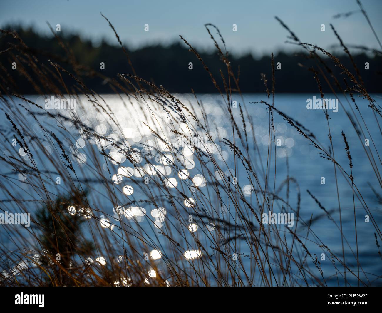 spot reflections in blue autumn lake water behind plants. sparkling