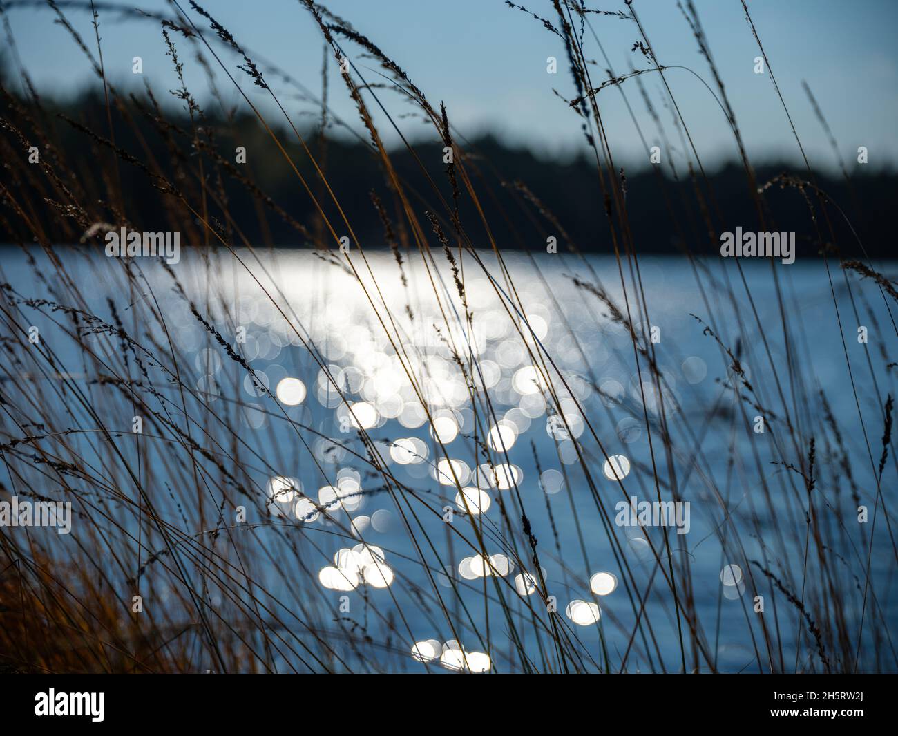 spot reflections in blue autumn lake water behind plants. sparkling