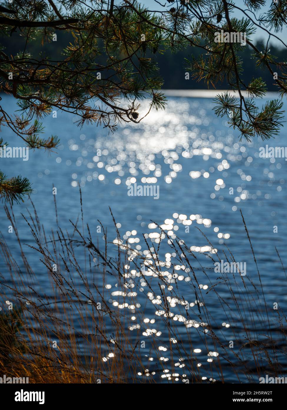 spot reflections in blue autumn lake water behind plants. sparkling