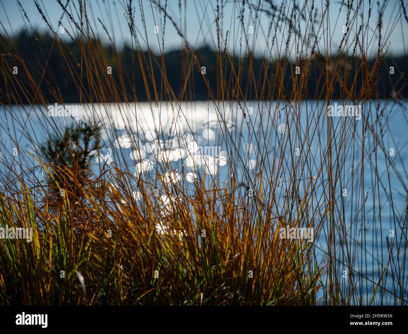 spot reflections in blue autumn lake water behind plants. sparkling