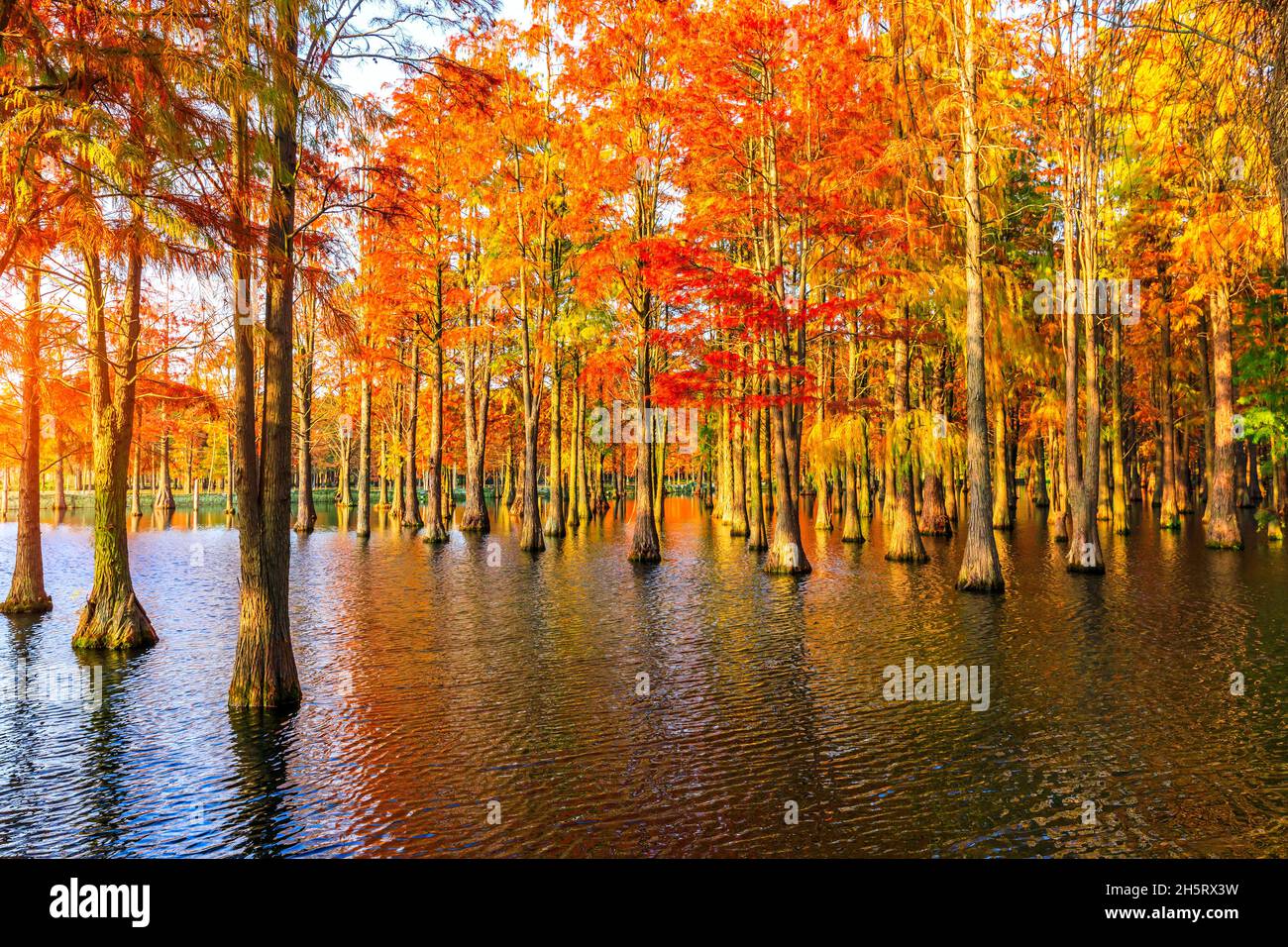 Beautiful colorful forest landscape in autumn Stock Photo - Alamy