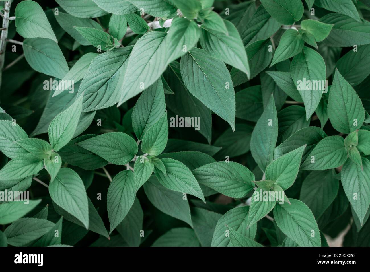 Pineapple sage leaves salvia elegans geometric natural backgrouns