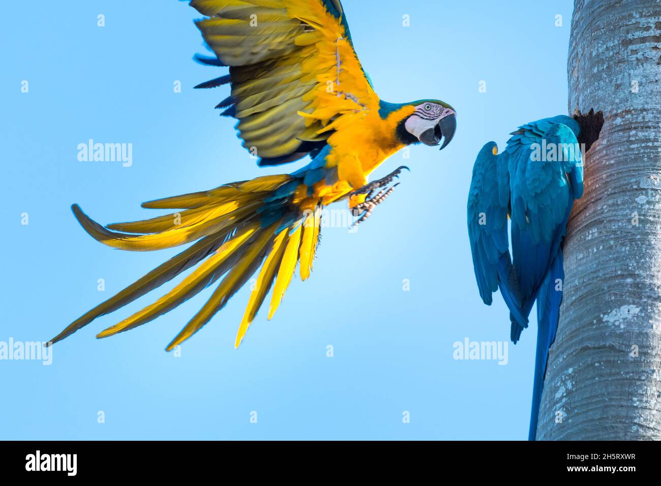 A pair of Blue and Yellow Macaws flying and being mischievous Stock Photo