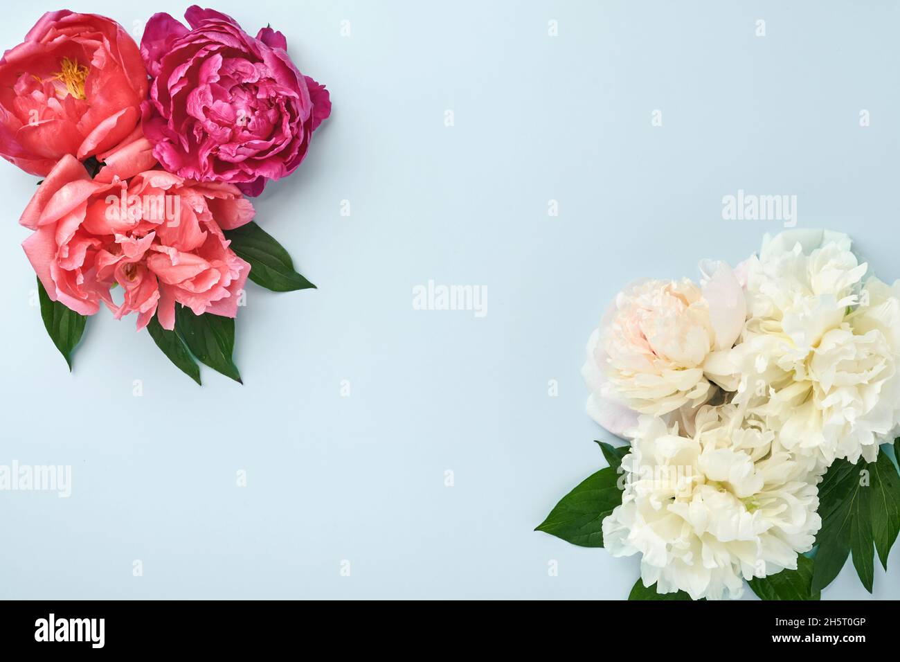 Beautiful red, pink and white peony flowers bouquet over blue background, top view, copy space, flat-lay. Valentines, Wedding and Mothers day backgrou Stock Photo