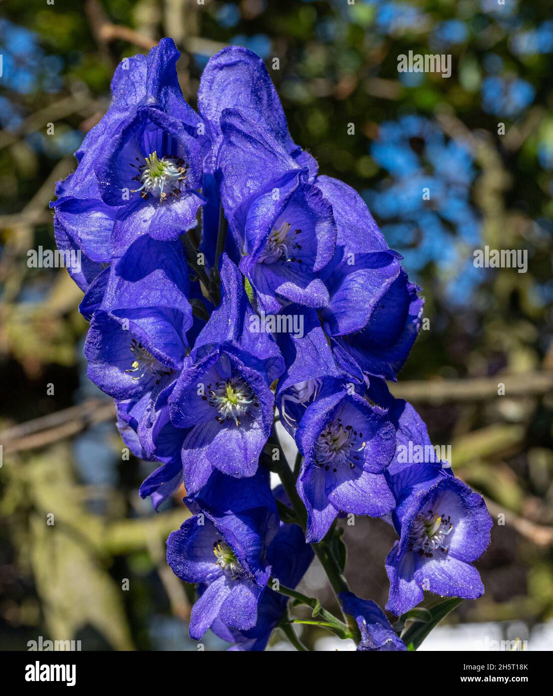 Monkshood, Aconitum Carmichaelii‚ Arendsii. Botanical Garden, KIT, Karlsruhe, Germany, Europe Stock Photo