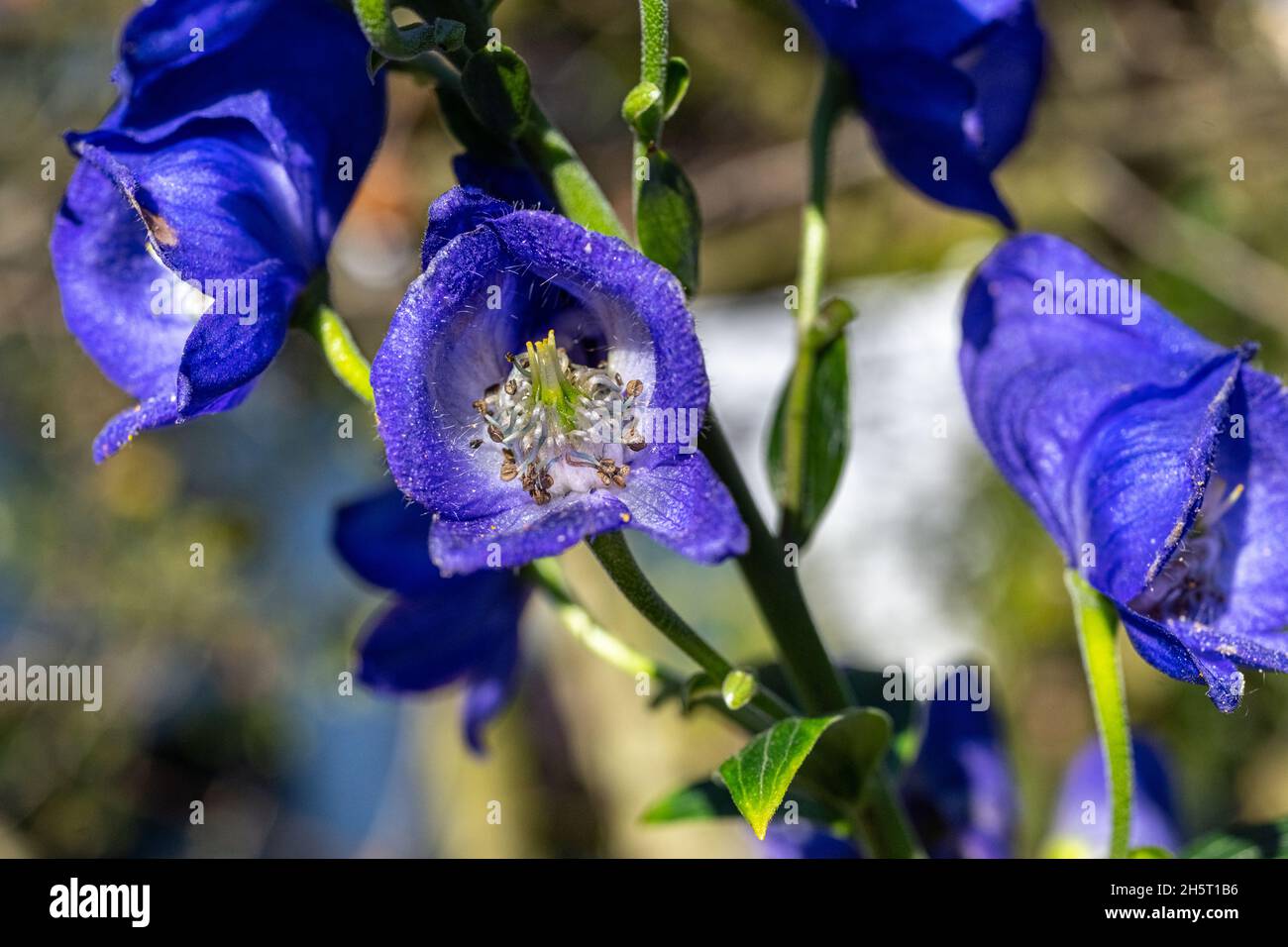 Monkshood, Aconitum Carmichaelii‚ Arendsii. Botanical Garden, KIT, Karlsruhe, Germany, Europe Stock Photo