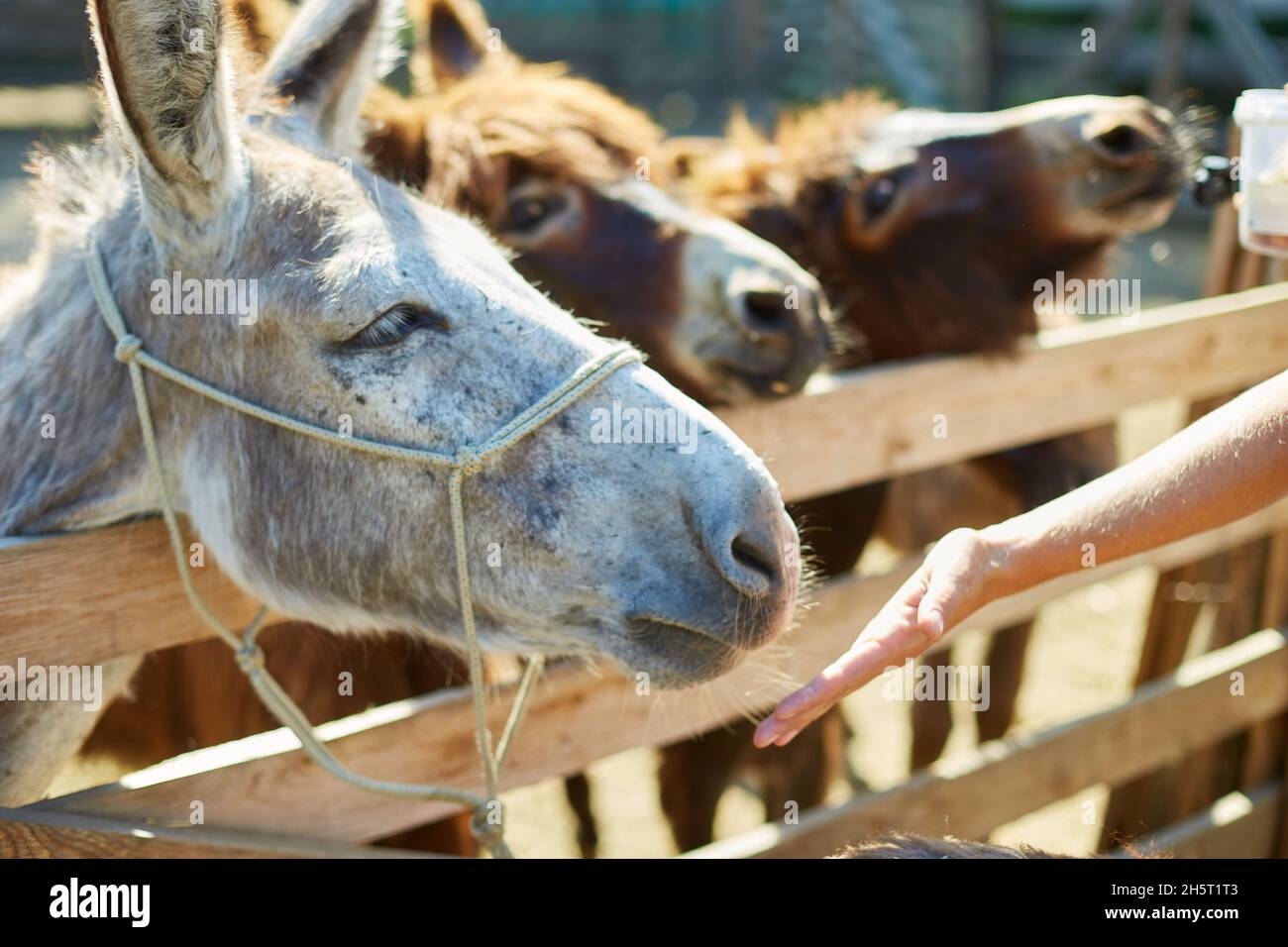 Man feeding donkeys in the countryside, in a farm, Friendly Donkey in