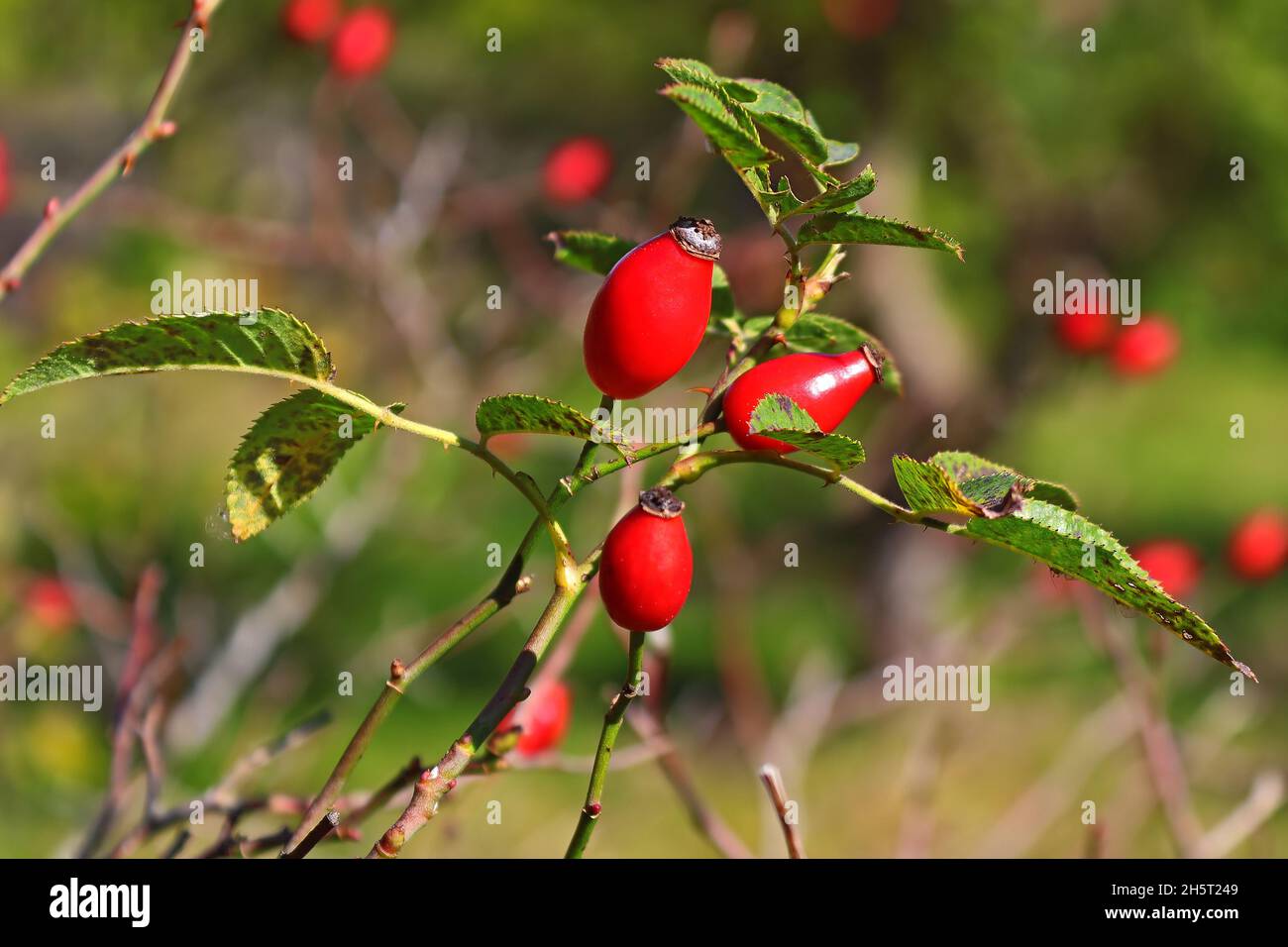 Rosehip berries on a bush on a green background Stock Photo