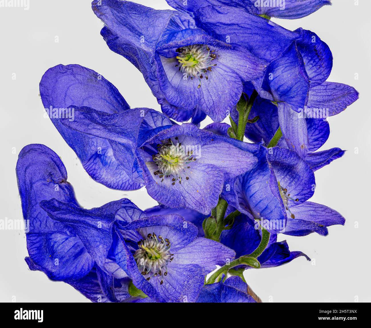 Monkshood, Aconitum Carmichaelii‚ Arendsii. Botanical Garden, KIT, Karlsruhe, Germany, Europe Stock Photo