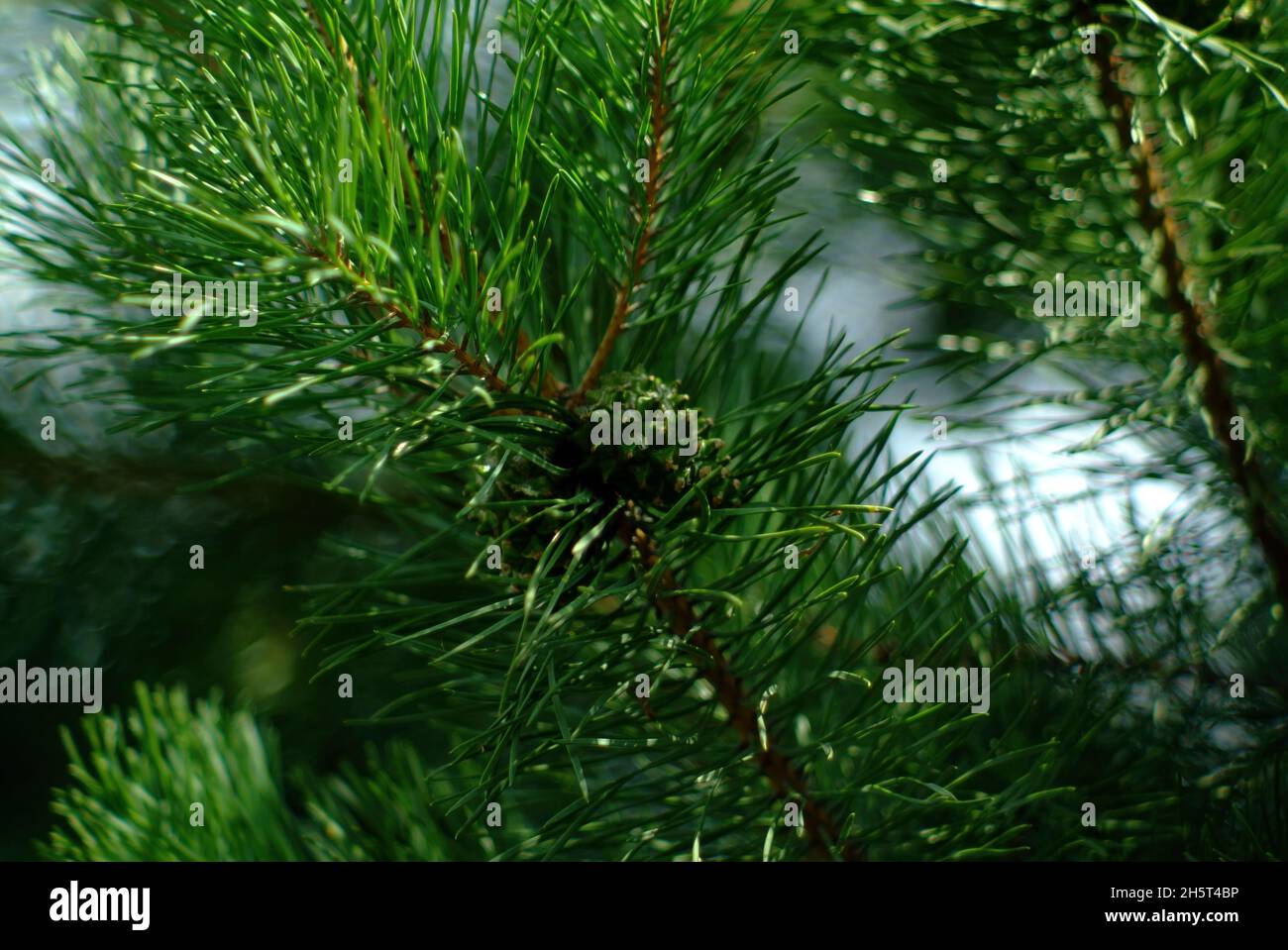immature green cones on the Christmas tree, in summer Stock Photo