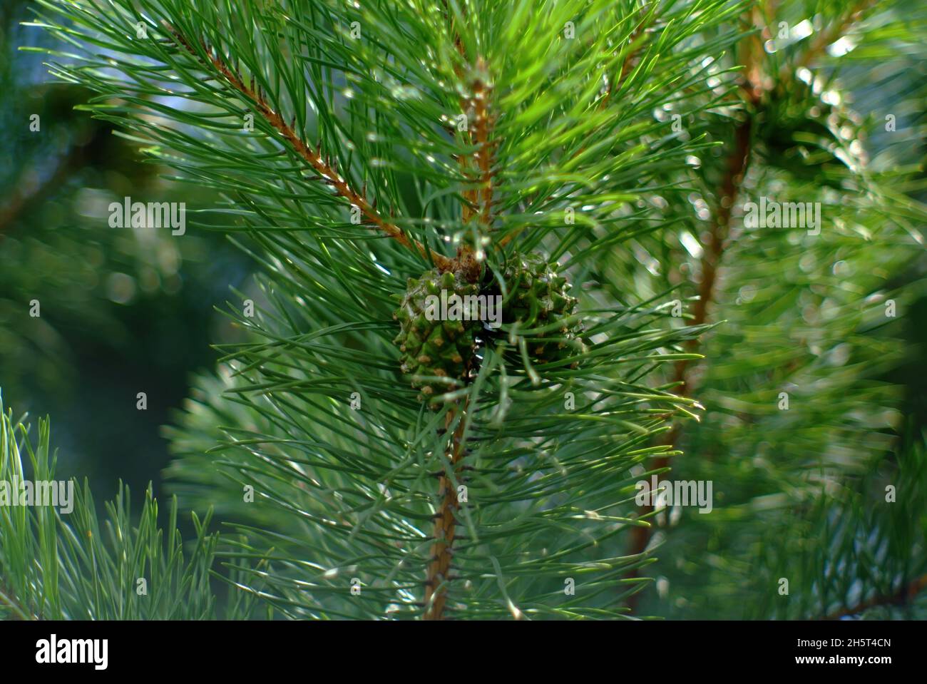 immature green cones on the Christmas tree, in summer Stock Photo