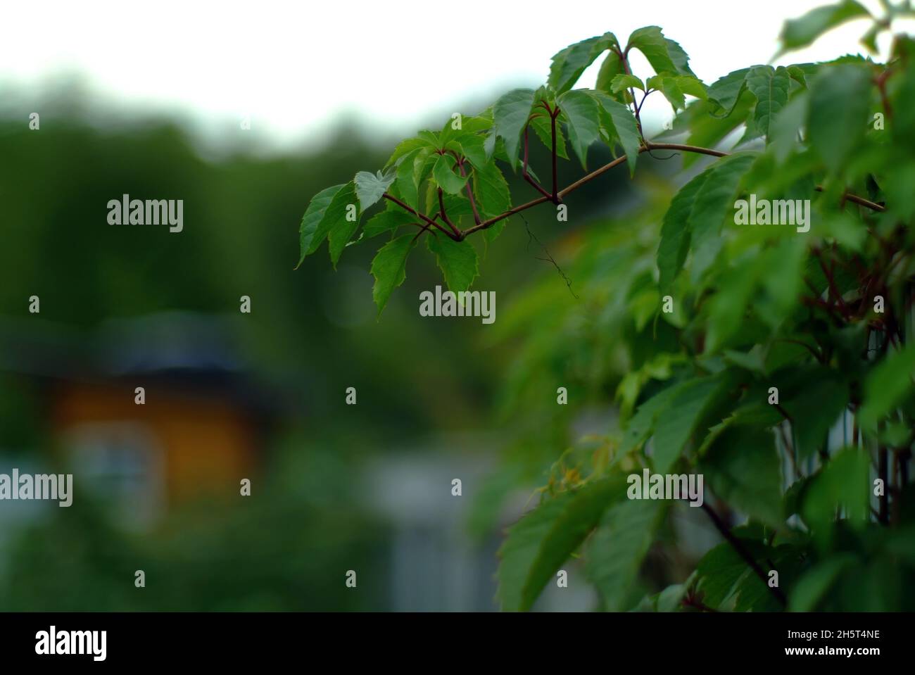 Grape vine garden fence hi-res stock photography and images - Alamy